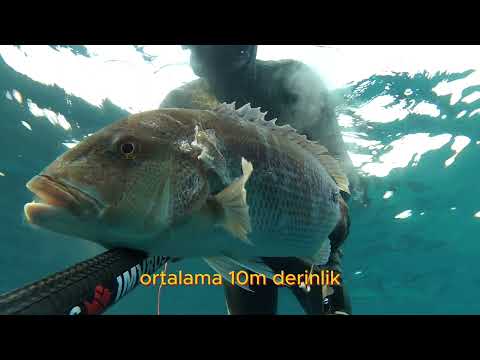 10mt Derinlikte Sinarit Avı